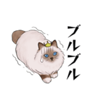 ゴージャス猫の日常使える言葉（個別スタンプ：36）