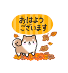 【秋】挨拶お返事✴︎まるまる豆柴スタンプ（個別スタンプ：1）