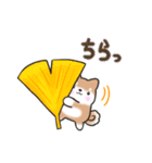 【秋】挨拶お返事✴︎まるまる豆柴スタンプ（個別スタンプ：17）