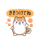 【秋】挨拶お返事✴︎まるまる豆柴スタンプ（個別スタンプ：31）