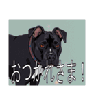 アメリカンピットブルテリアがいっぱい（個別スタンプ：10）