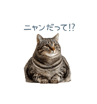 毎日使えるいろいろ実写猫【挨拶・連絡】（個別スタンプ：1）