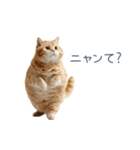 毎日使えるいろいろ実写猫【挨拶・連絡】（個別スタンプ：3）