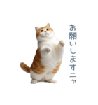 毎日使えるいろいろ実写猫【挨拶・連絡】（個別スタンプ：4）