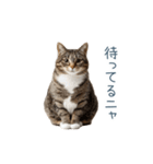 毎日使えるいろいろ実写猫【挨拶・連絡】（個別スタンプ：5）