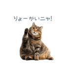 毎日使えるいろいろ実写猫【挨拶・連絡】（個別スタンプ：7）
