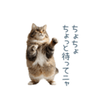 毎日使えるいろいろ実写猫【挨拶・連絡】（個別スタンプ：9）