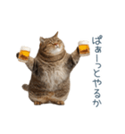 毎日使えるいろいろ実写猫【挨拶・連絡】（個別スタンプ：10）