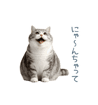 毎日使えるいろいろ実写猫【挨拶・連絡】（個別スタンプ：11）