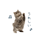 毎日使えるいろいろ実写猫【挨拶・連絡】（個別スタンプ：12）