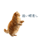 毎日使えるいろいろ実写猫【挨拶・連絡】（個別スタンプ：13）