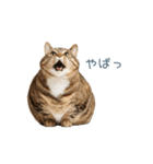 毎日使えるいろいろ実写猫【挨拶・連絡】（個別スタンプ：14）