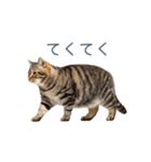 毎日使えるいろいろ実写猫【挨拶・連絡】（個別スタンプ：15）