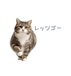 毎日使えるいろいろ実写猫【挨拶・連絡】（個別スタンプ：18）