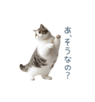 毎日使えるいろいろ実写猫【挨拶・連絡】（個別スタンプ：19）
