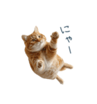 毎日使えるいろいろ実写猫【挨拶・連絡】（個別スタンプ：20）