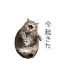 毎日使えるいろいろ実写猫【挨拶・連絡】（個別スタンプ：23）