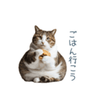 毎日使えるいろいろ実写猫【挨拶・連絡】（個別スタンプ：24）