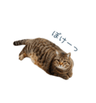 毎日使えるいろいろ実写猫【挨拶・連絡】（個別スタンプ：25）