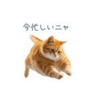 毎日使えるいろいろ実写猫【挨拶・連絡】（個別スタンプ：26）