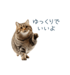 毎日使えるいろいろ実写猫【挨拶・連絡】（個別スタンプ：27）