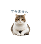 毎日使えるいろいろ実写猫【挨拶・連絡】（個別スタンプ：28）