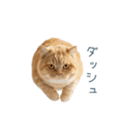 毎日使えるいろいろ実写猫【挨拶・連絡】（個別スタンプ：29）