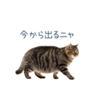 毎日使えるいろいろ実写猫【挨拶・連絡】（個別スタンプ：30）