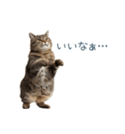 毎日使えるいろいろ実写猫【挨拶・連絡】（個別スタンプ：31）