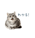 毎日使えるいろいろ実写猫【挨拶・連絡】（個別スタンプ：32）