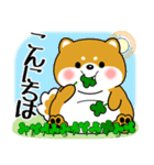 飛び出す！超ぽっちゃり豆柴の挨拶（個別スタンプ：4）
