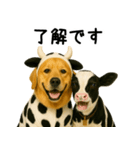 ゴールデンレトリバー★牛の着ぐるみ＆子牛（個別スタンプ：1）