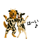 ゴールデンレトリバー★牛の着ぐるみ＆子牛（個別スタンプ：2）