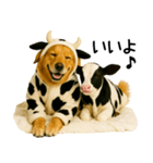 ゴールデンレトリバー★牛の着ぐるみ＆子牛（個別スタンプ：3）