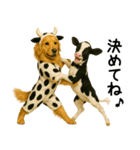 ゴールデンレトリバー★牛の着ぐるみ＆子牛（個別スタンプ：4）