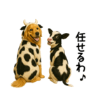ゴールデンレトリバー★牛の着ぐるみ＆子牛（個別スタンプ：5）