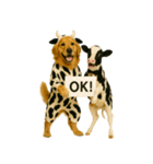 ゴールデンレトリバー★牛の着ぐるみ＆子牛（個別スタンプ：6）