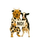 ゴールデンレトリバー★牛の着ぐるみ＆子牛（個別スタンプ：7）