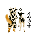 ゴールデンレトリバー★牛の着ぐるみ＆子牛（個別スタンプ：8）