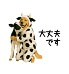 ゴールデンレトリバー★牛の着ぐるみ＆子牛（個別スタンプ：9）