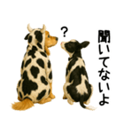 ゴールデンレトリバー★牛の着ぐるみ＆子牛（個別スタンプ：12）
