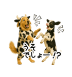 ゴールデンレトリバー★牛の着ぐるみ＆子牛（個別スタンプ：13）