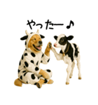 ゴールデンレトリバー★牛の着ぐるみ＆子牛（個別スタンプ：14）