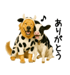 ゴールデンレトリバー★牛の着ぐるみ＆子牛（個別スタンプ：15）