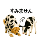 ゴールデンレトリバー★牛の着ぐるみ＆子牛（個別スタンプ：16）