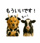 ゴールデンレトリバー★牛の着ぐるみ＆子牛（個別スタンプ：17）