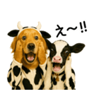 ゴールデンレトリバー★牛の着ぐるみ＆子牛（個別スタンプ：18）