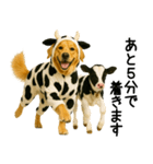 ゴールデンレトリバー★牛の着ぐるみ＆子牛（個別スタンプ：19）