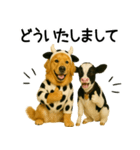 ゴールデンレトリバー★牛の着ぐるみ＆子牛（個別スタンプ：20）