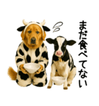 ゴールデンレトリバー★牛の着ぐるみ＆子牛（個別スタンプ：22）